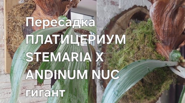 Пересадка ПЛАТИЦЕРИУМ   STEMARIA X ANDINUM NUC на Спил дерева