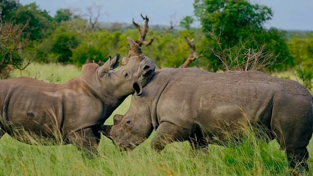 Animal Planet OLED Demo HDR 8K Ultra HD Dolby Vision™ 60fps #8k #4320p60 #4320p #4k #2160p60 #2160p