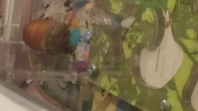 Муравьиная жизнь