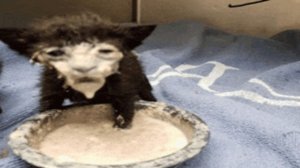 dota2 лоу вежливость