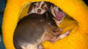 У Милуси сегодня персональный подарок, а любопытно всем.