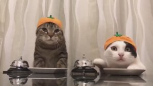 Забавные животные!😻 Котики, которые рассмешат любого!🥳