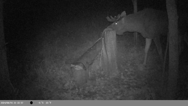 Солонец смотреть онлайн