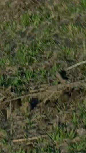 Тест-драйв RAM от участника Porsche ралли!