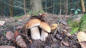 КОРЗИНА БЕЛЫХ ГРИБОВ ВЕЧЕРКОМ ! СЕМЕЙНАЯ ПРОГУЛКА ЗА ГРИБАМИ !