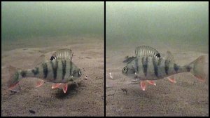 Под водой #35