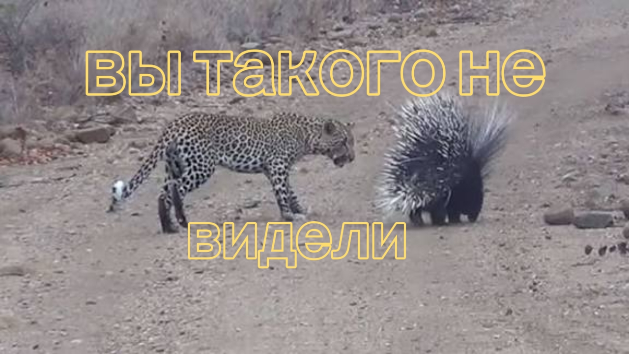 ДИКОБРАЗ 🆚 ЛЕОПАРД. УДИВИТЕЛЬНАЯ СЪЁМКА смотреть онлайн