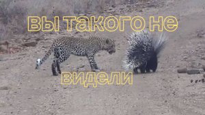 ДИКОБРАЗ 🆚 ЛЕОПАРД. УДИВИТЕЛЬНАЯ СЪЁМКА