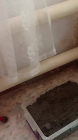 посадили 🍅