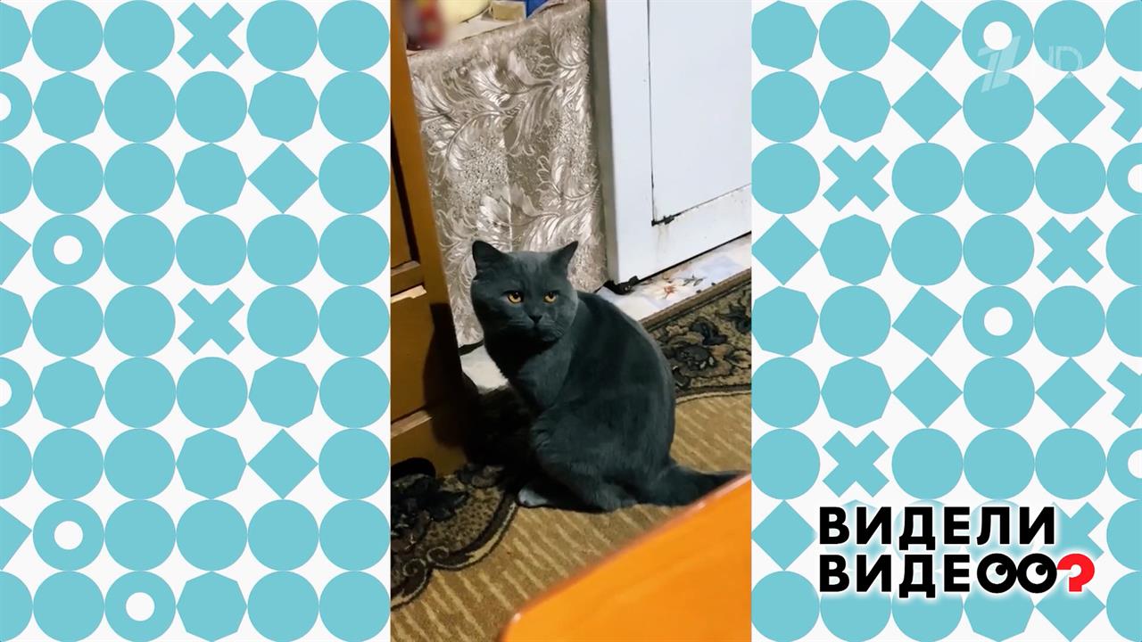 Провинившийся кот. Видели видео? Фрагмент выпуска от 22.02.2026 смотреть онлайн