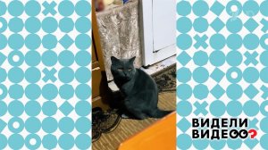 Провинившийся кот. Видели видео? Фрагмент выпуска от 22.02.2026