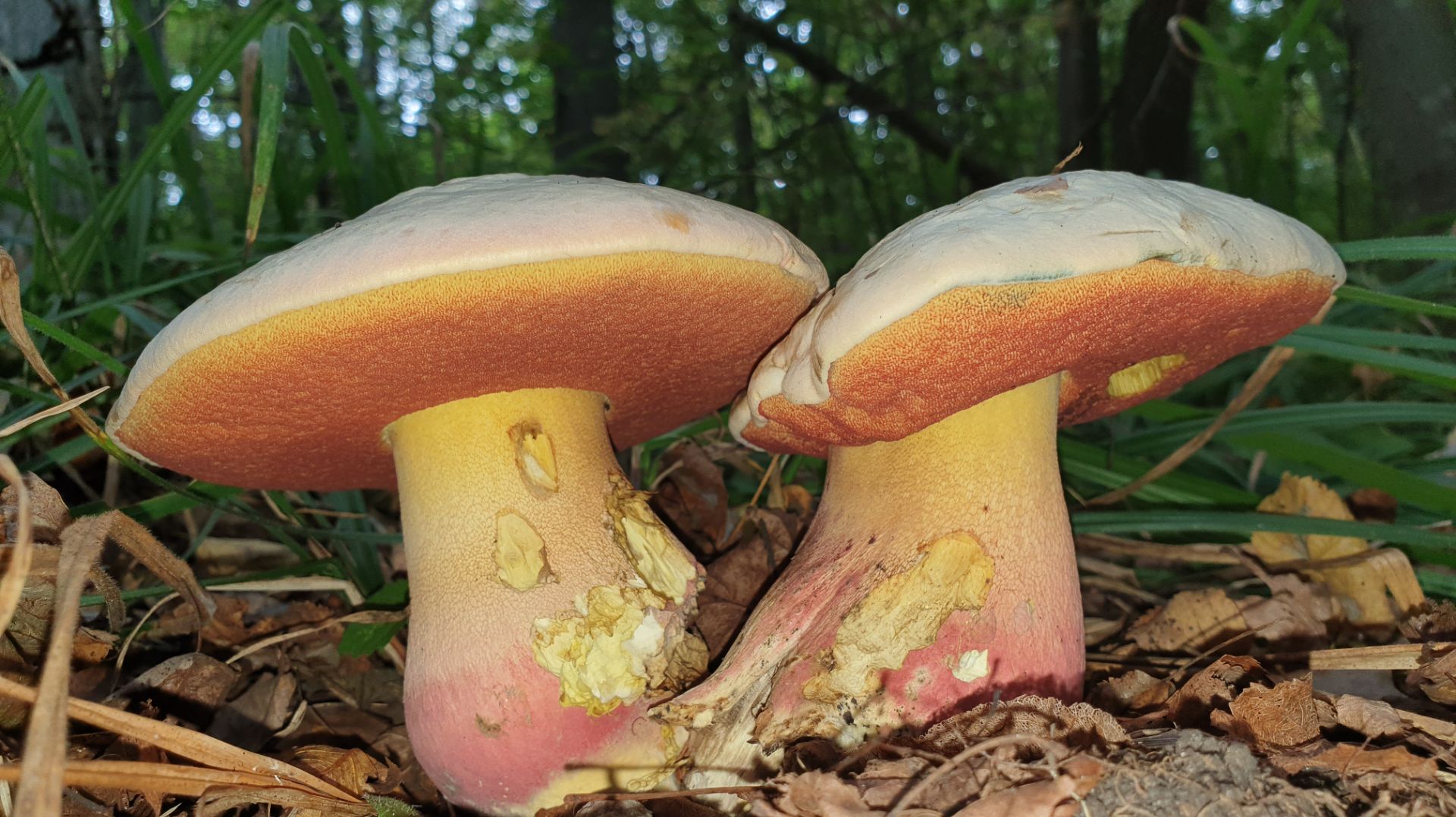 БОРОВИКИ КРАСАВЦЫ В СТИЛЕ САТАНЫ !