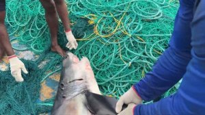 Сильный дождь и бурное море /  День 11   Жизнь в глубоком море во время сильного дождя!