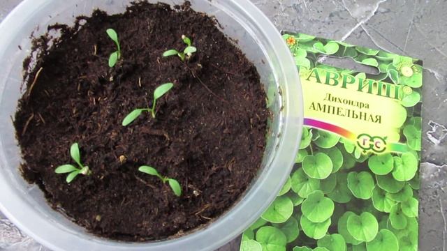 Цветы на рассаду в феврале без ламп досвечивания