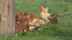 Скромная деревня в глубинке России.