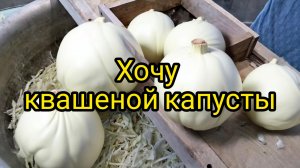 Хочу квашеной капусты.