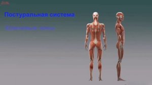 Атлант - первый шейный позвонок