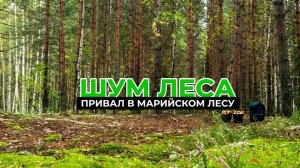 1 час релакса и медитации 🌳 Шум леса. Привал в Марийском лесу 🍃 Звуки природы #outhome