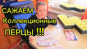 ВОТ ЭТО ПОДАААРОК | САЖАЕМ КОЛЛЕКЦИОННЫЕ СЕМЕНА ПЕРЦЕВ | Дом в деревне