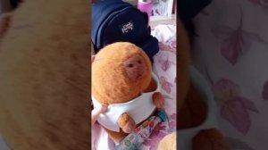 жизнь капибар мамы златы