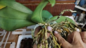 Пересадка орхидеи Dragon Tale 😅