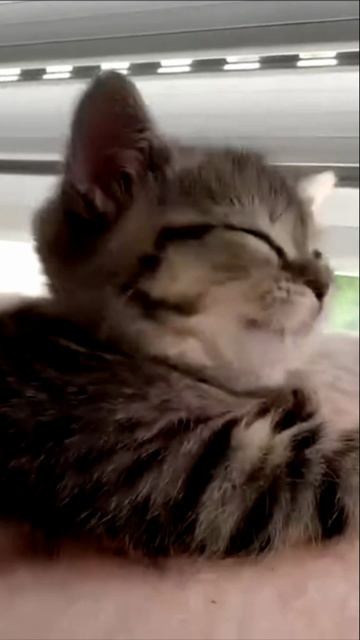 Футаж КОШКА № 505