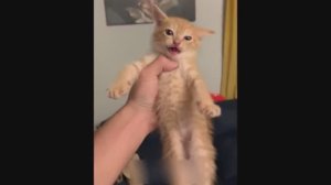 Приколы с Котами Смешные коты с Озвучкой угарные смешные животные Тест на психику