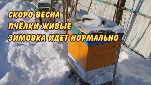 пчеловодство скоро весна пчёлки живые зимовка идет нормально