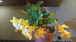 Желтый декабрист