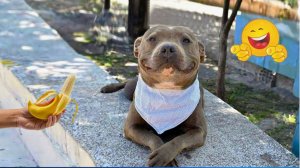 ЗАБАВНЫЕ МОМЕНТЫ С ЖИВОТНЫМИ, СНЯТЫЕ НА КАМЕРУ ВИДЕО ПРИКОЛЫ #1