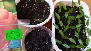 Всхожесть перца, сроки. Семена свои или магазинные.