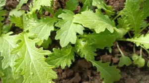 Индау "Диковина" и капуста японская "Мизуна"