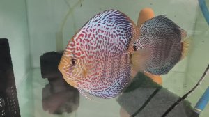 Недельные новости разводни. Отправки и нересты