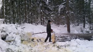 УБИЙЦЫ ЛЕСА Валка леса зимой Stihl MS 440 шиной 63см.