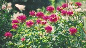 Природа. Монарда_8