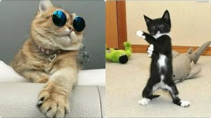 Я РЖАЛ ДО СЛЕЗ | СМЕШНЫЕ ВИДЕОПРИКОЛЫ |Смешные видео с животными  | ПОДБОРКА ПРИКОЛОВ😂🤣