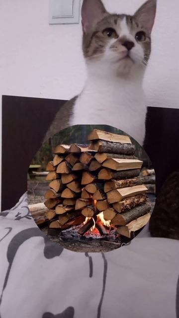 Лилит виды костров
#огонь #поход #костёр #природа #интересно #позновательно #рекомендации #яппи #202 Лилит виды костров
#огонь #поход #костёр #природа #интересно #позновательно #рекомендации #яппи #202