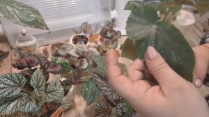 Бегонии, полив🍀 небольшой обзорчик цветочков 23-02-2026