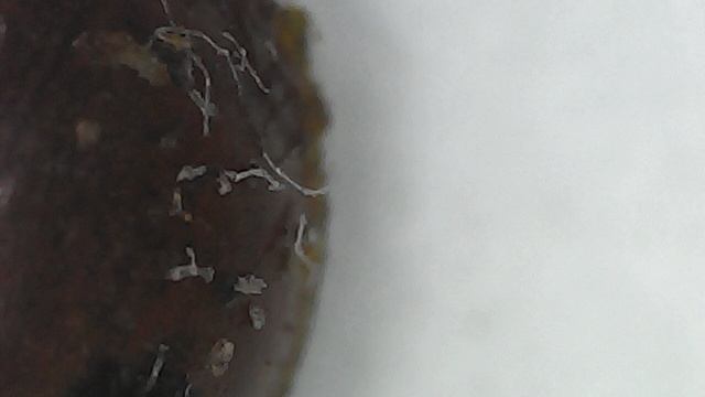 Божья коровка под микроскопом вид сверху смотреть онлайн