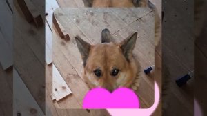 1000049112.mp4 (Собака наблюдает за устройством лестницы на 2 этаж в доме А-фрейм)