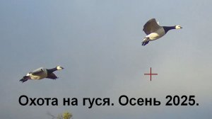 Охота на гуся в Архангельске. Осень 2025. Налеты и выстрелы на камеру Shotkam. #5