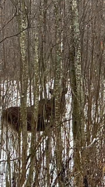 лось молоденький смотреть онлайн