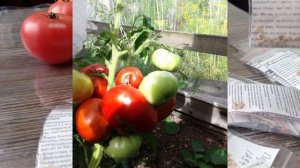 Какие сорта томатных гномов посажу в сезоне 2026.Сроки посева. Первые посевы в феврале