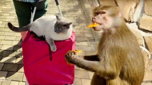 У Степана ЗУБЫ ЧЕШУТСЯ - то в Маню вгрызется, то в Люсю! Маняша кричит, а Люся не ее, а его защищает