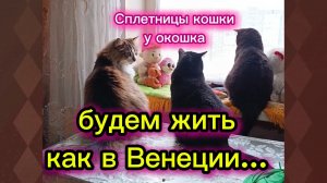 КОШКИ С ОЗВУЧКОЙ.