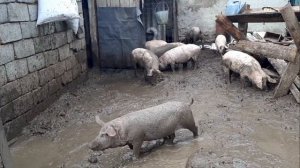 День процедуры для пятачков