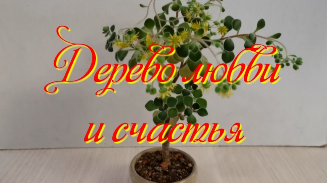 Золотое дерево