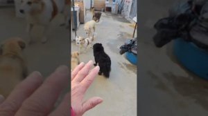 Просьба к подписчикам, болеющих за животных нашего приюта