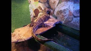 Аквариумные рыбы,крокодил,скат,шиншила,питон,пираньи,черепахи