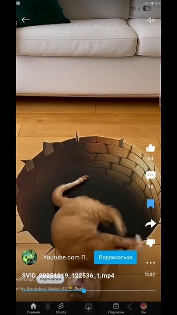 смешной кот